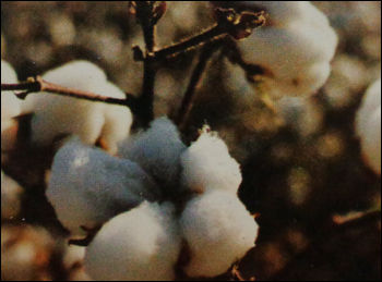 Raw Cotton