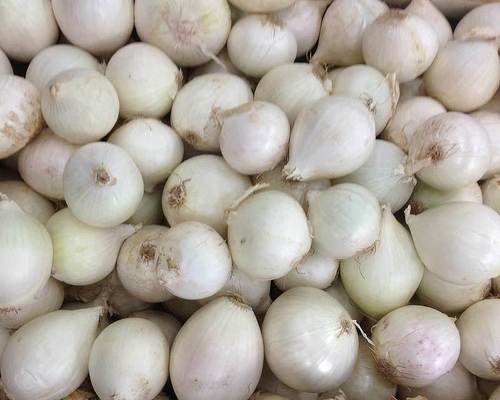 Fresh White Onions