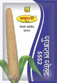 Green Gram Seeds GUJRAT GOLD-5552