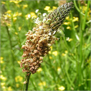 Psyllium Plant