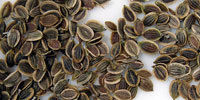 High Quality Dill Seeds