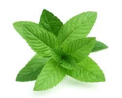 Mint Leaves