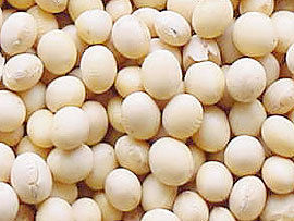 Soya Beans