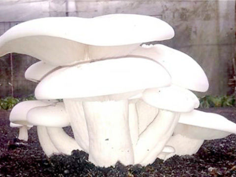 Milky Mushroom