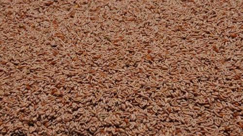 Psyllium Seeds