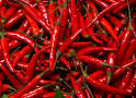 Red Chillies