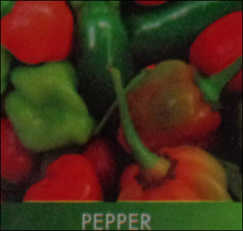 Fresh Bell Pepper