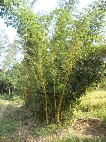 Golden Bamboo Plants