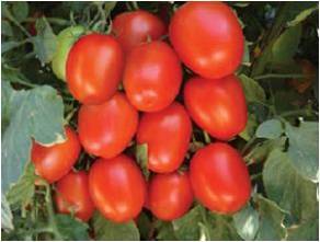 Hybrid Tomato Seeds