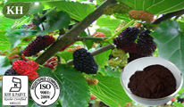 Iso And Gmp Factory Supply Mulberry Leaf Extract 1-Deoxynojirimycin (Dnj) 1% To 30% By Hplc