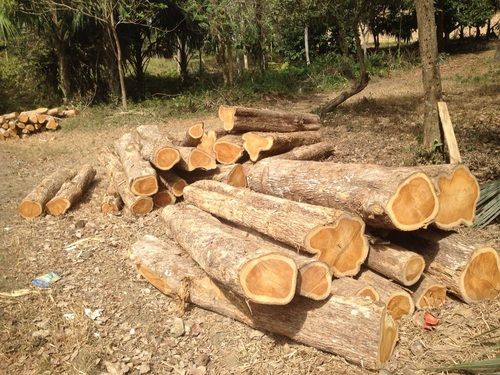 Teak Round Logs