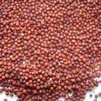 Ragi Millet Seeds