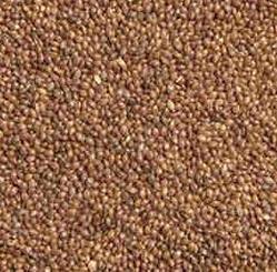 Samai Millet Seeds