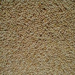 Yellow Millet Seeds