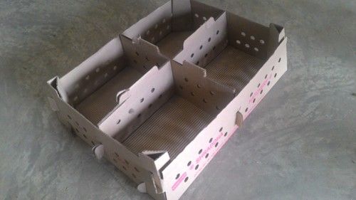 Poultry Chick Box