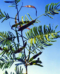 Acacia Concina