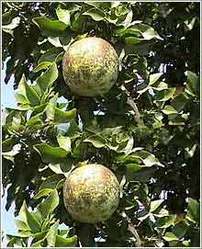 Aegle Marmelos