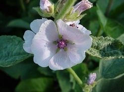 Althaea Officinalis