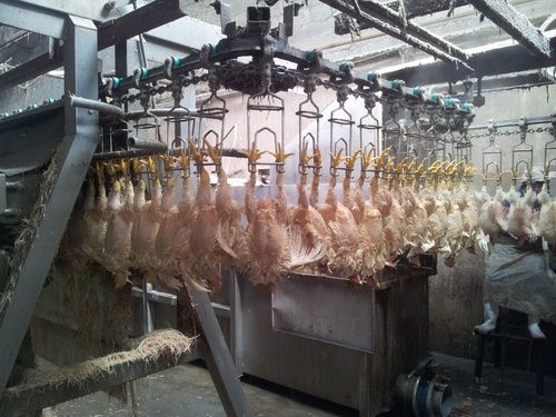 1000bph Chicken Slaughtering Line For Slaughterhouse Equipment