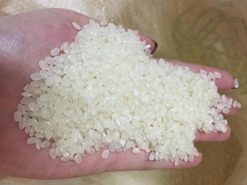 Japonica Rice 5% Broken