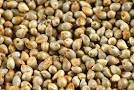 Pearl Millet Seeds