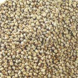 White Millet Seeds