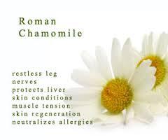 Chamomile Roman Oil