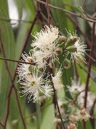 Eucalyptus Citriodora Oil