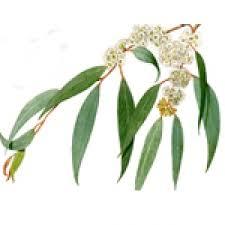Eucalyptus Radiata Oil