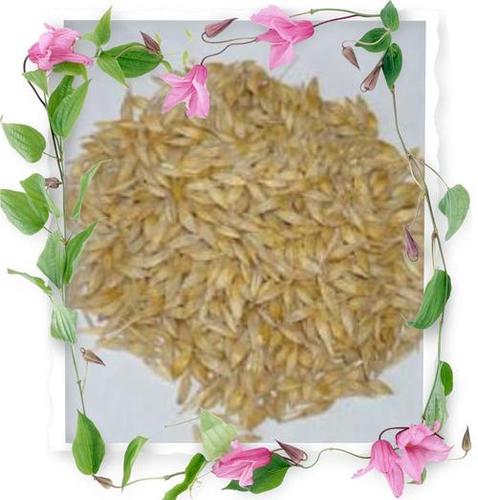 Feed Barley