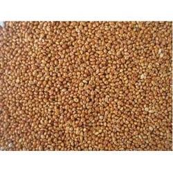 Jowar Sorghum Seeds