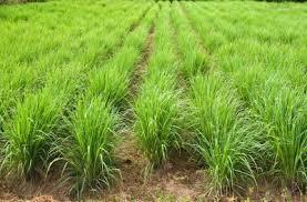 Lemongrass Oil - Cymbopogon Flexuosus, 70-80% Total Citral GC, Fresh Citric Aroma - Ideal for Culinary and Medicinal Use