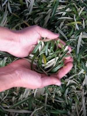 Seabuckthorn Leaves