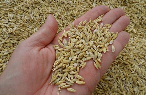 Barley Seeds