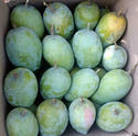 Fresh Mangoes