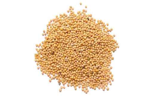 Mustard Seeds