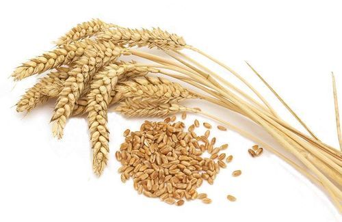 Prem Wheat