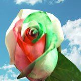 Rainbow Rose Flower