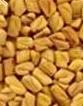 Fenugreek Seed