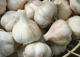 Fresh Garlic