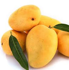 Unripe Kesar Mango