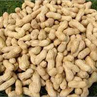 Groundnut Shell