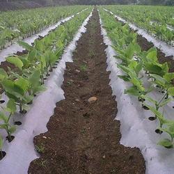 Black And Silver Mulch Film