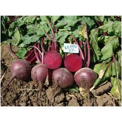 Red Beetroot Seeds