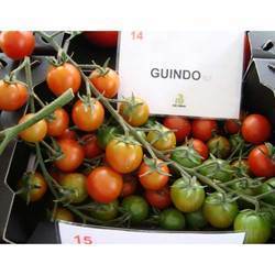 Tomato Seeds Guindo