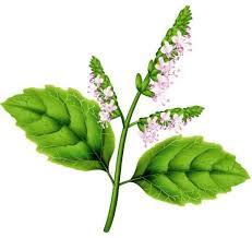 Patchouli Essential Oil 