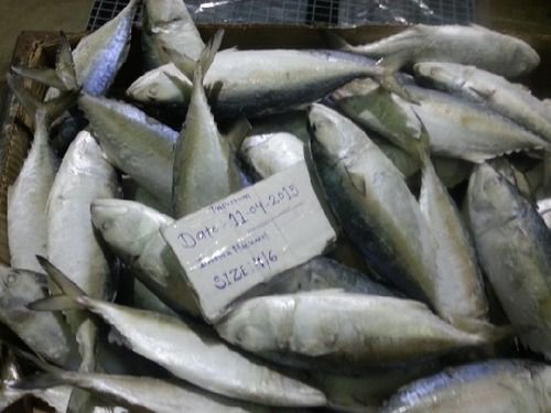 Indian mackerels