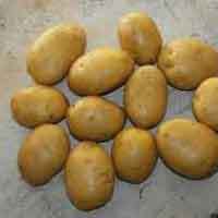 Fresh Badsha Potatoes