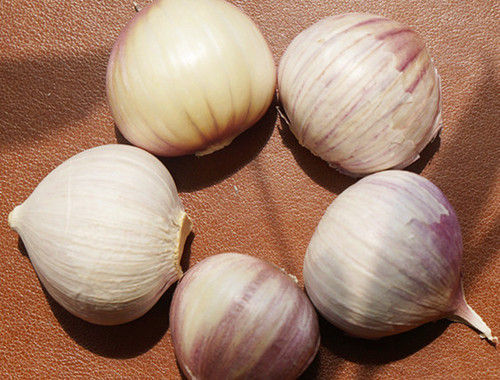 Indian Solo Garlic