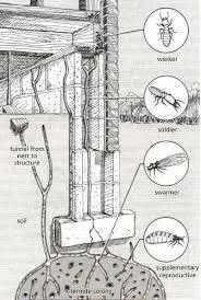 Integrated Termite Exclusion Method By ITEM Secure Pvt. Ltd.